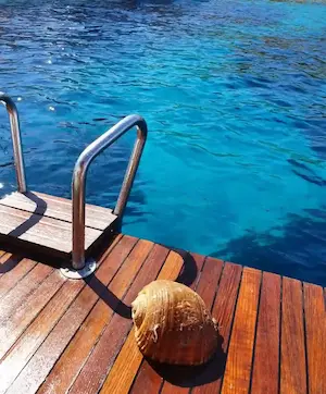 Crystal clear Adriatic sea and sea snail